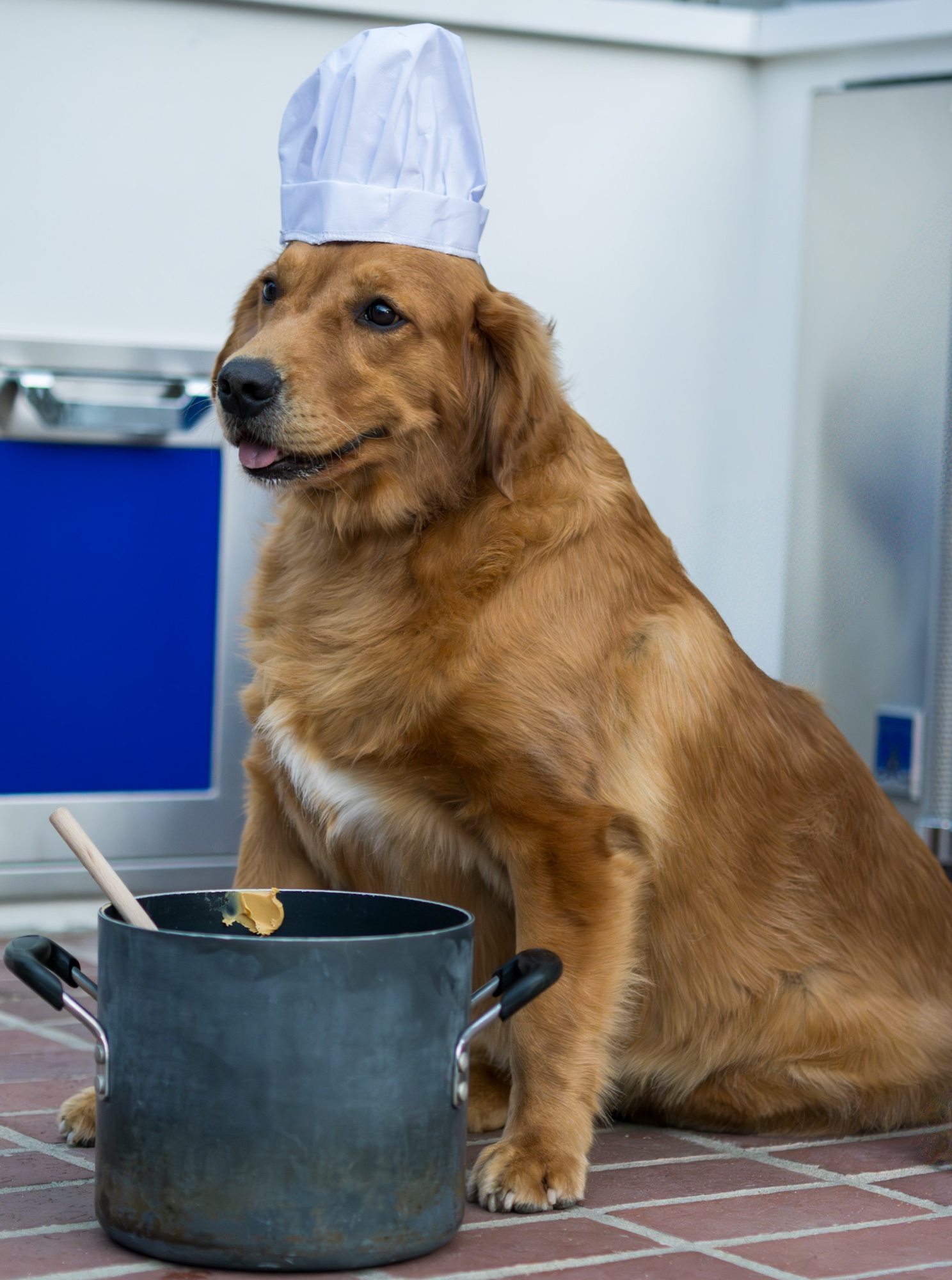 Dog outdoor photography session Golden Gate Park