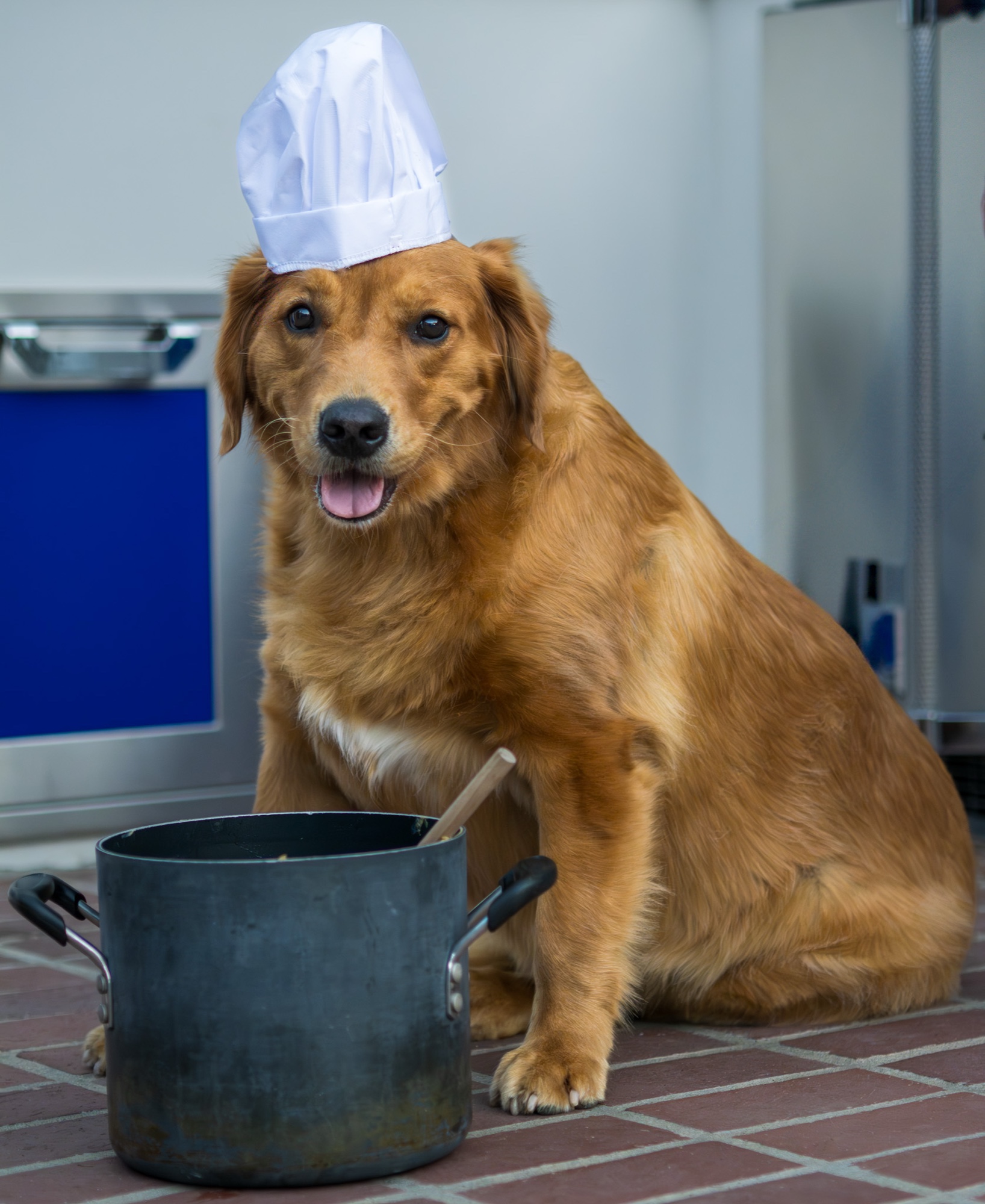 Candid pet portrait San Francisco Bay Area