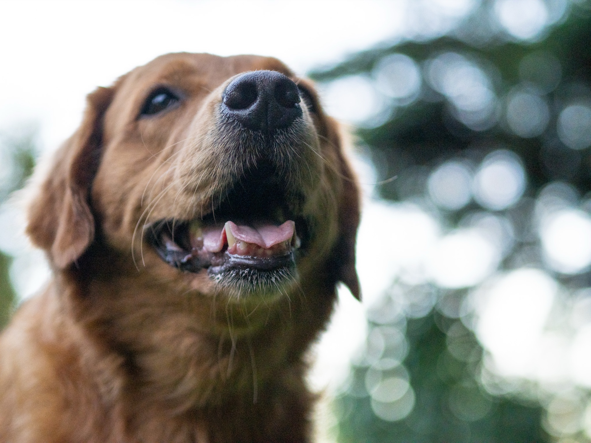 Dog photoshoot Bay Area professional