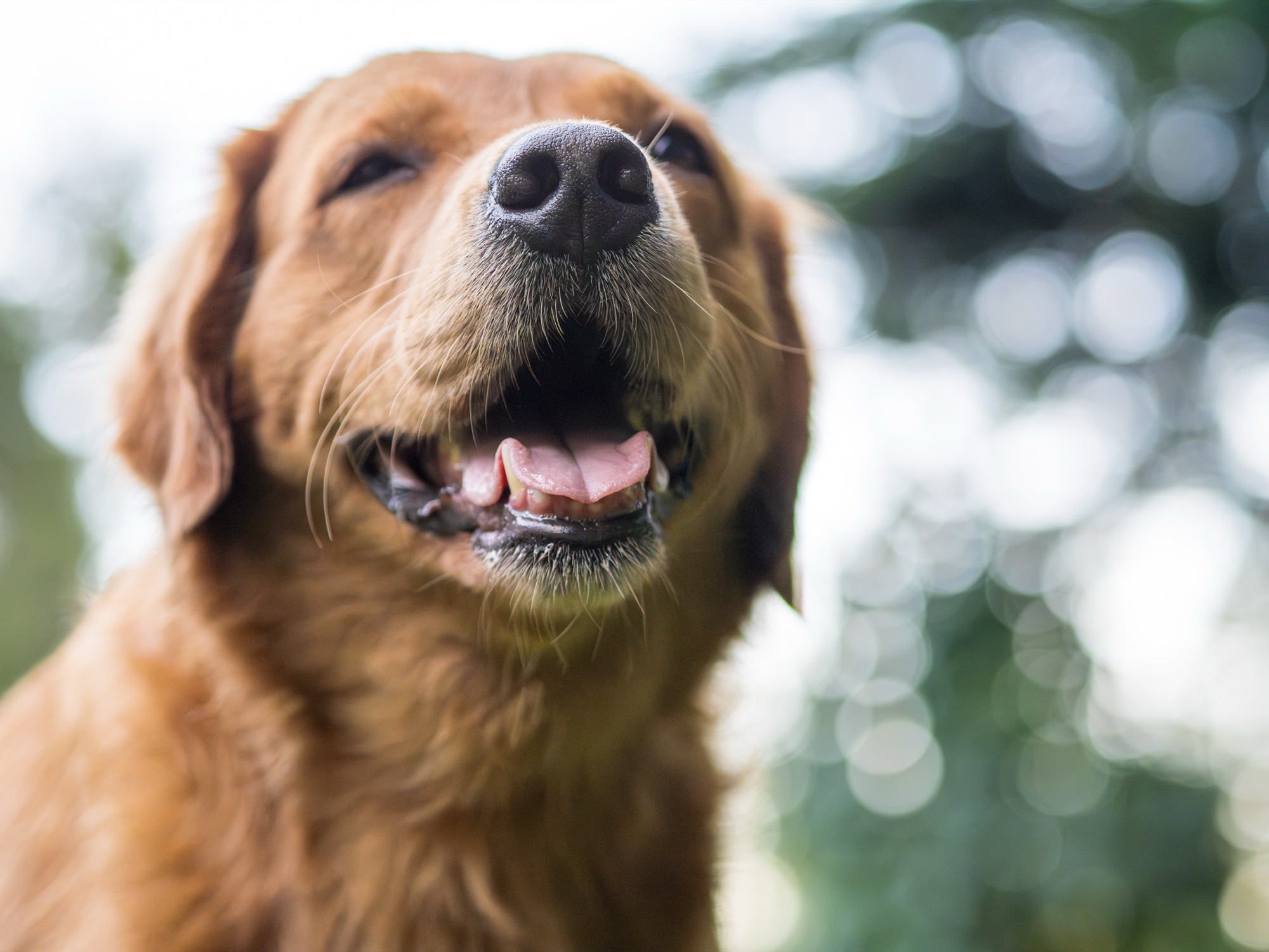 Dog portrait on location San Francisco