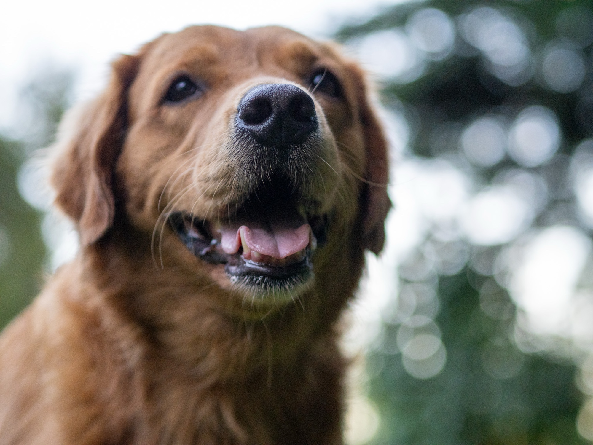 Happy dog photo session San Francisco
