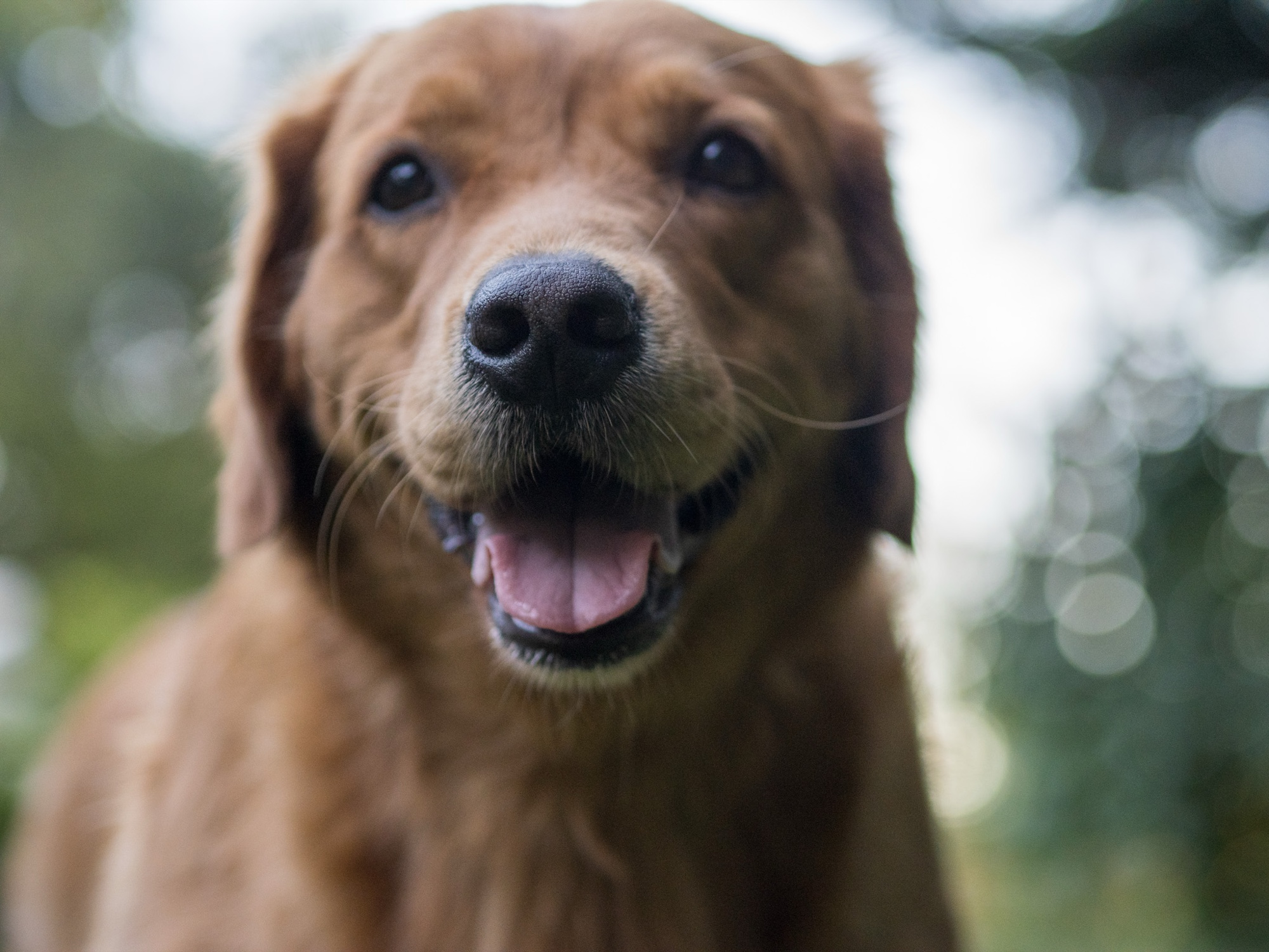 Candid pet photography San Francisco Bay Area