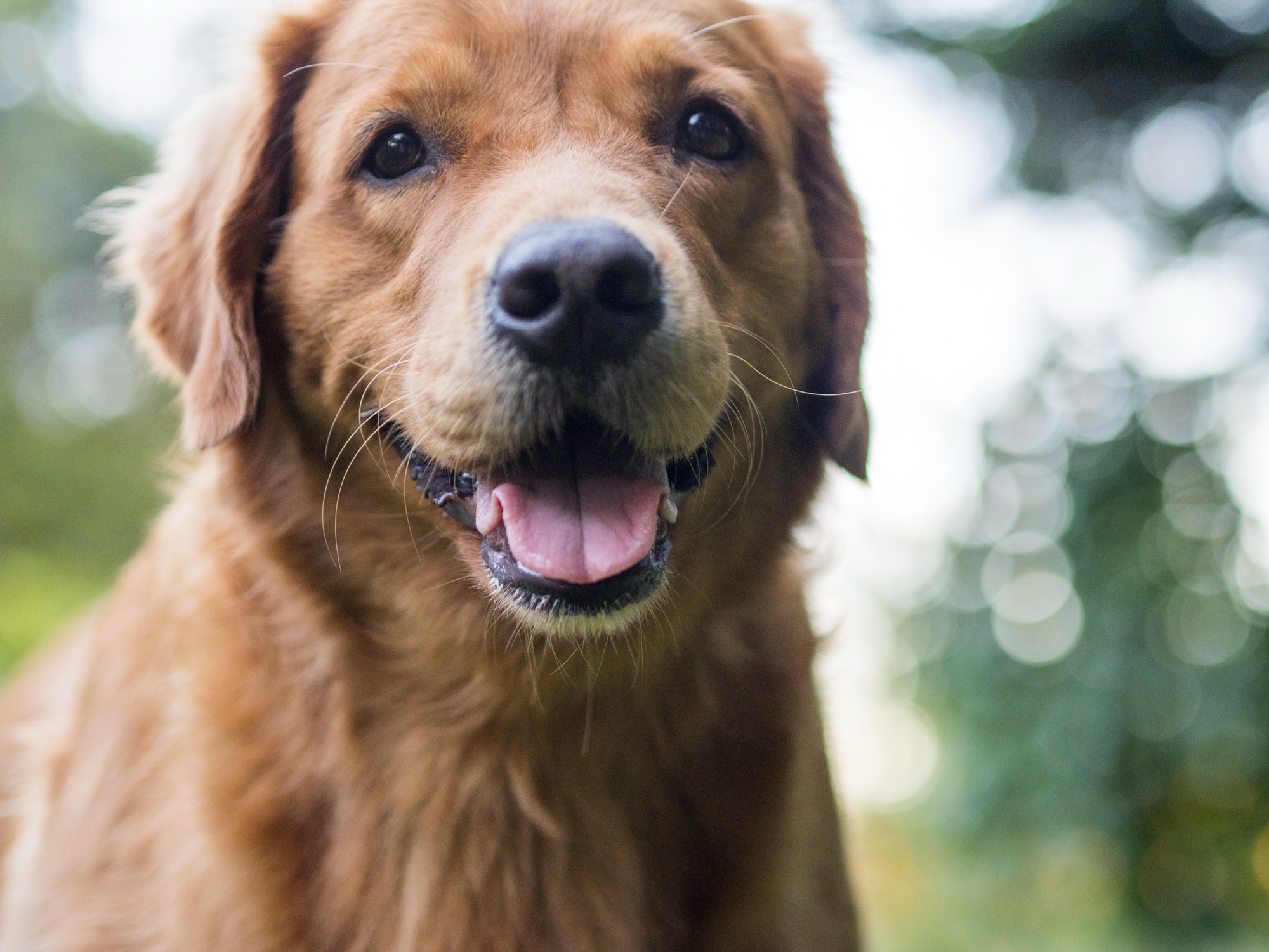 Dog portrait in golden light San Francisco